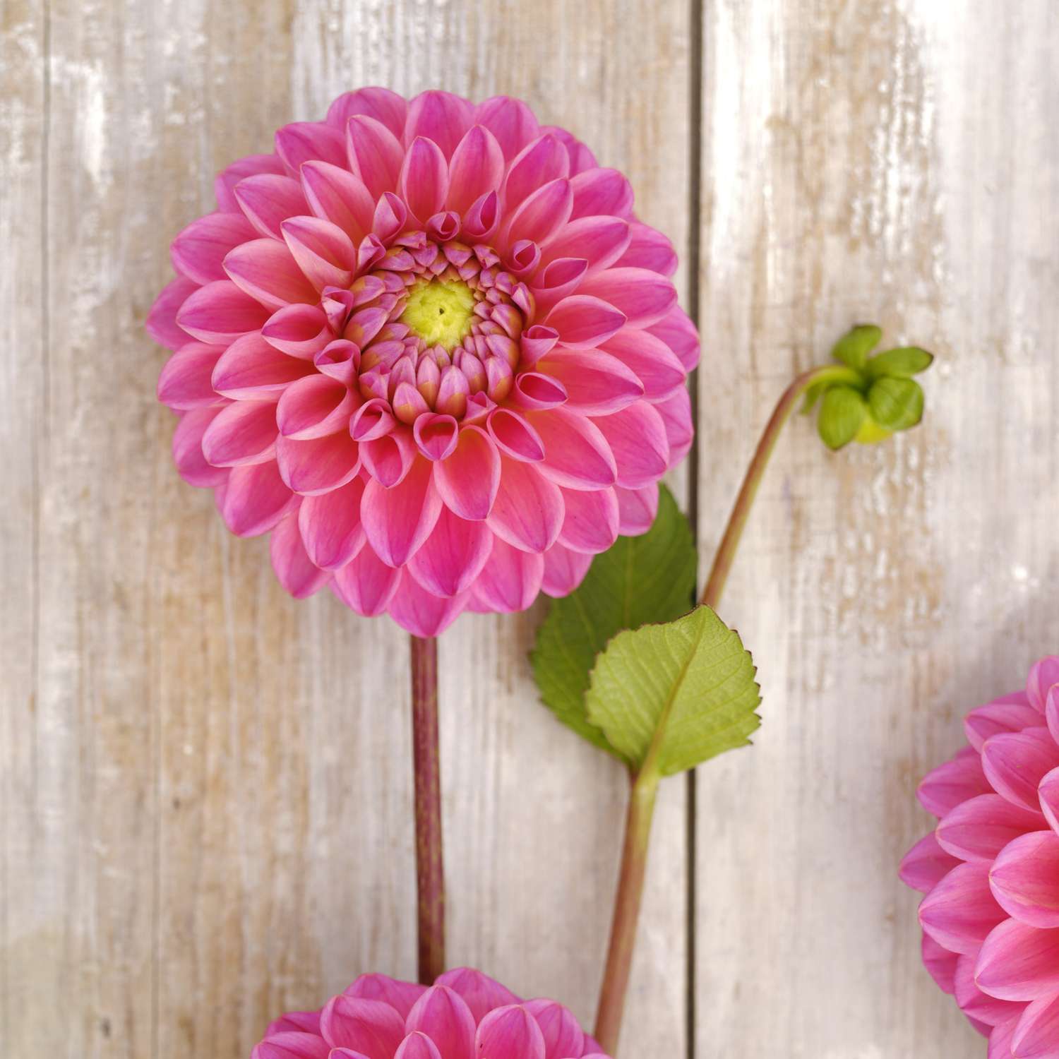 Dahlie ‘Dikara Superb’ - Dahlia